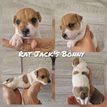 Rat Jack's Bonny