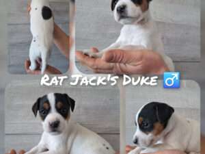 Rat Jack's D II Wurf