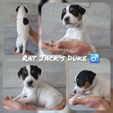 Rat Jack's D II Wurf