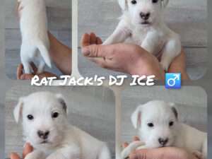 Rat Jack's D II Wurf