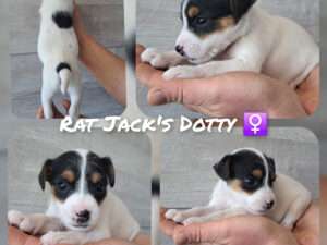 Rat Jack's D II Wurf