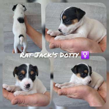 Rat Jack's D II Wurf
