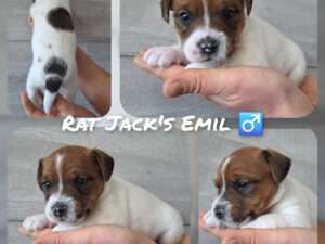 Rat Jack's E II Wurf