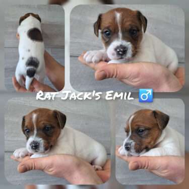 Rat Jack's E II Wurf