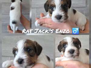 Rat Jack's E II Wurf