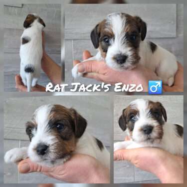 Rat Jack's E II Wurf