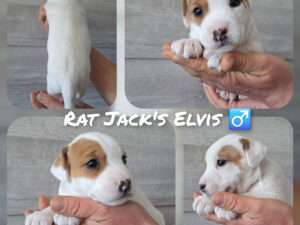 Rat Jack's E II Wurf