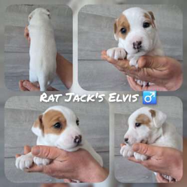 Rat Jack's E II Wurf