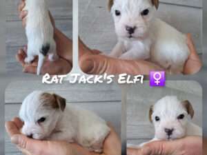 Rat Jack's E II Wurf