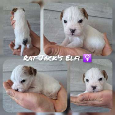 Rat Jack's E II Wurf