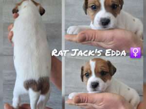 Rat Jack's E II Wurf