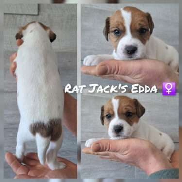 Rat Jack's E II Wurf