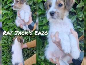 Rat Jack's E II Wurf