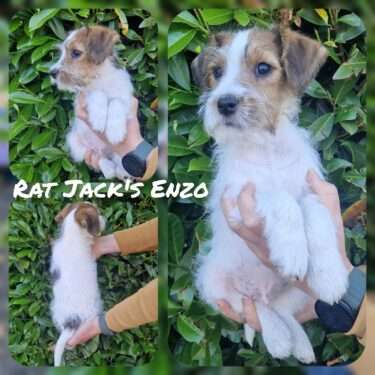 Rat Jack's E II Wurf